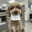 a16z AI Dog Logo