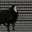 aaa cat Logo