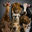 Animals In Crisis Logo