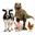 Animals In Crisis Logo