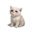 Baby Cash Cat Logo