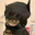 batcat Logo