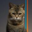 Bean Cat Logo
