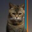 Beancat Logo