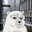 Bear Logo