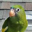 Bebe The Parrot Logo