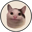 Beluga Cat Logo