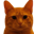 Bitcoin Cat Logo