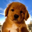BOB Logo