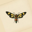 BrimFable Logo