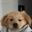 brodogcoin Logo