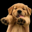 BUDDY Logo