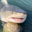 부캉이 busan shark Logo