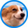 Cheeky Dawg Logo
