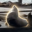 Chonkers Logo