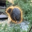 Chonketha the Wet Beaver Logo