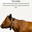 cowgorithm Logo