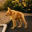 Cricket The Dog Logo