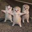 Dancing Kittens Logo
