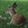 Deer Seized by US Government Logo