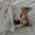 Dogsheetcoin Logo