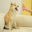 Feisty Doge NFT Logo