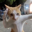 Fighting Cat Logo