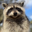 First Convicted Raccoon Logo