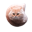 Flying Spinning Cat Logo