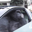Gorilla In A Coupe Logo