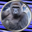 Harambe on Solana Logo