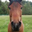 horsetwting Logo