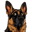 Hund Logo