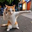 Karate Cat Logo
