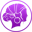 Maia Logo