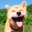 Maru Dog Logo