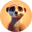 Memeerkat Logo