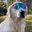 mogdog Logo