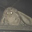 Moth Logo