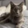 My cat ❤️ Logo