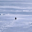Nietzschean Penguin Logo