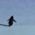 Nihilist Penguin Logo