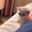 ONE PUNCH CAT Logo