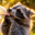 Pepper The Raccoon Logo