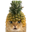 Pineapple Cat Logo