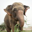Raju the Elephant Logo