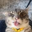 Rigby The Cat Logo