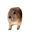 Screaming Hyrax Logo