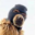 Ski Mask Dog Logo