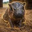 Solana The Pygmy Hippo Logo